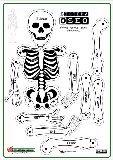 recortable esqueleto par armar